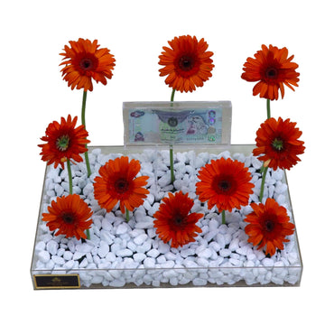 GERBERA MONEY 509